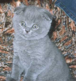 ����������� ��������� ������� (�����������)