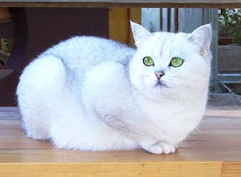 ���������� �����