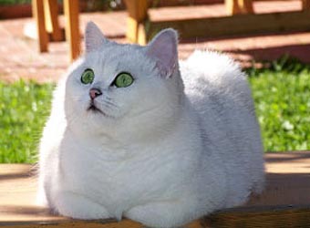 ���������� �����