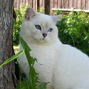 ���������� ���