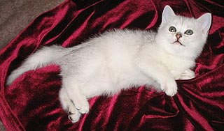 ���������� ���