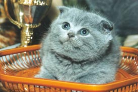 ������� �������-����