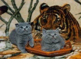 ������ �������� � �������-���� 1,5 ������