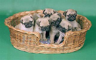 ����� �� ����� ����� ������� ��������.