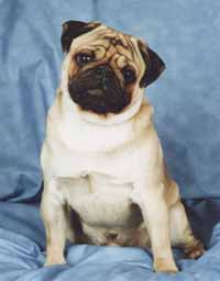 �������� ���� �������