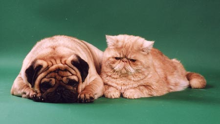 ���� �������� ���� ������� (�������� � �������� ������) � ��� ����� ����� �������� ��������� Ch. ��� �����.