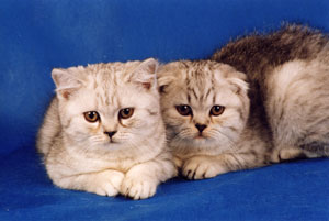 ������ �������� � �������-���� 3 ������