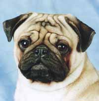 �������� ���� �������