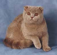 ���� ����� SFS c (6 ���.)