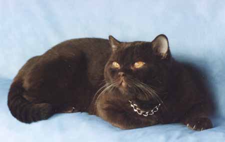 Gr.Int.Ch. �������� ����� Bri b (����������)