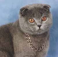 ������� ������ ����� SFS a