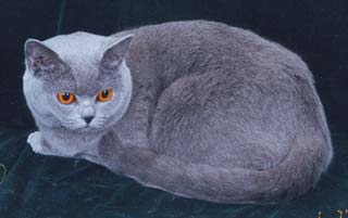 ���������� ����� ������ �����-������