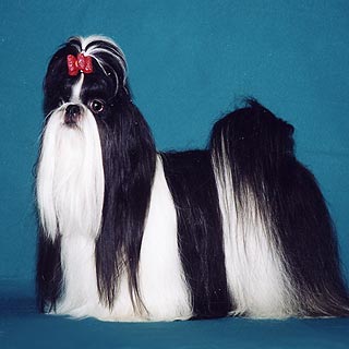- Fler Rare Gaston  
