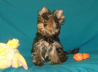 ����������� ������ �����.