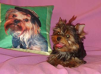 ����������� ������ �����.