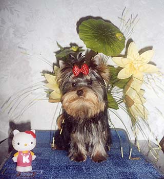 ����������� ������ Charming Chiften Chesterfield.