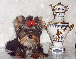 ����������� ������ Charming Chiften Chesterfield.