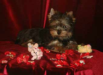 ����������� ������ �����.