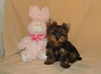 ����������� ������ �����.