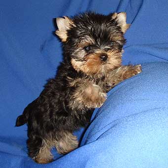 ����������� ������ �����.