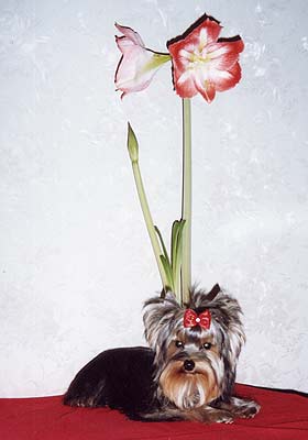 ����������� ������ �������.