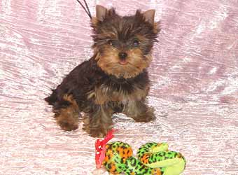 ����������� ������ �����.