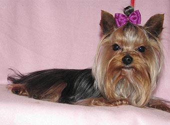 ����������� ������ Charming Chiften Chesterfield.