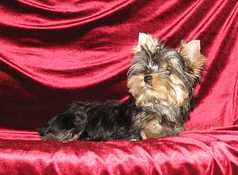 ����������� ������ �����.