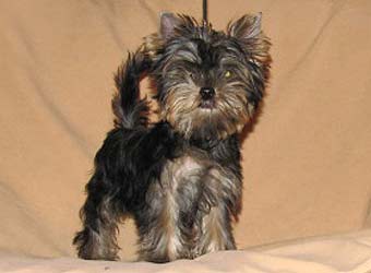 ����������� ������ �����.