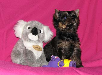 ����������� ������ �����.