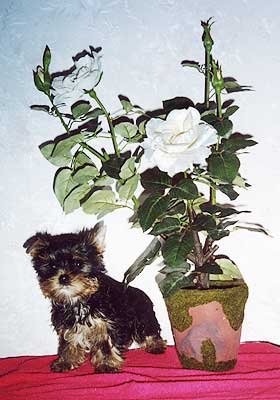 ����������� ������ Charming Chiften Chesterfield.