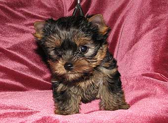 ����������� ������ �����.