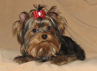 ����������� ������ �����.