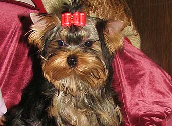 ����������� ������ �����.