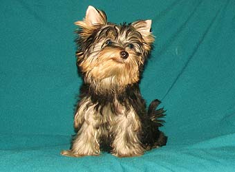 ����������� ������ �����.