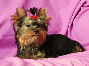 ����������� ������ �����.