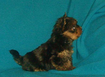 ����������� ������ �����.