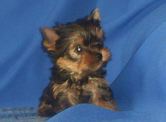 ����������� ������ �����.