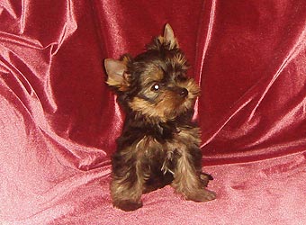 ����������� ������ �����.