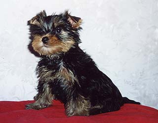 ����������� ������ �������.