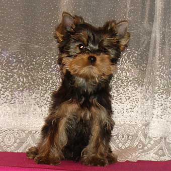 ����������� ������ �����.