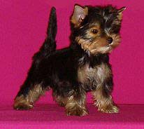 ����������� ������ �����.