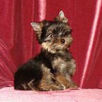 ����������� ������ �����.