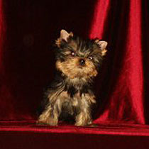 ����������� ������ �����.