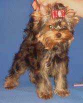 ����������� ������ �����.