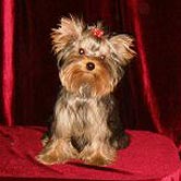 ����������� ������ �����.