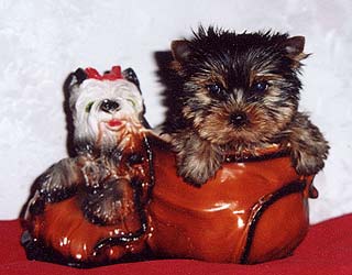 ����������� ������ �������.