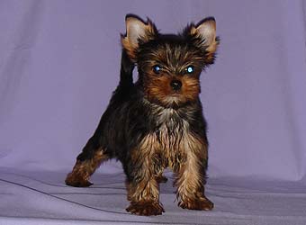 ����������� ������ �����.