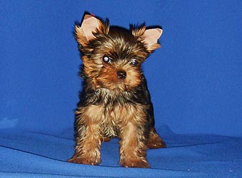 ����������� ������ �����.