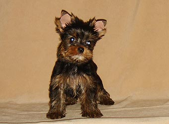 ����������� ������ �����.